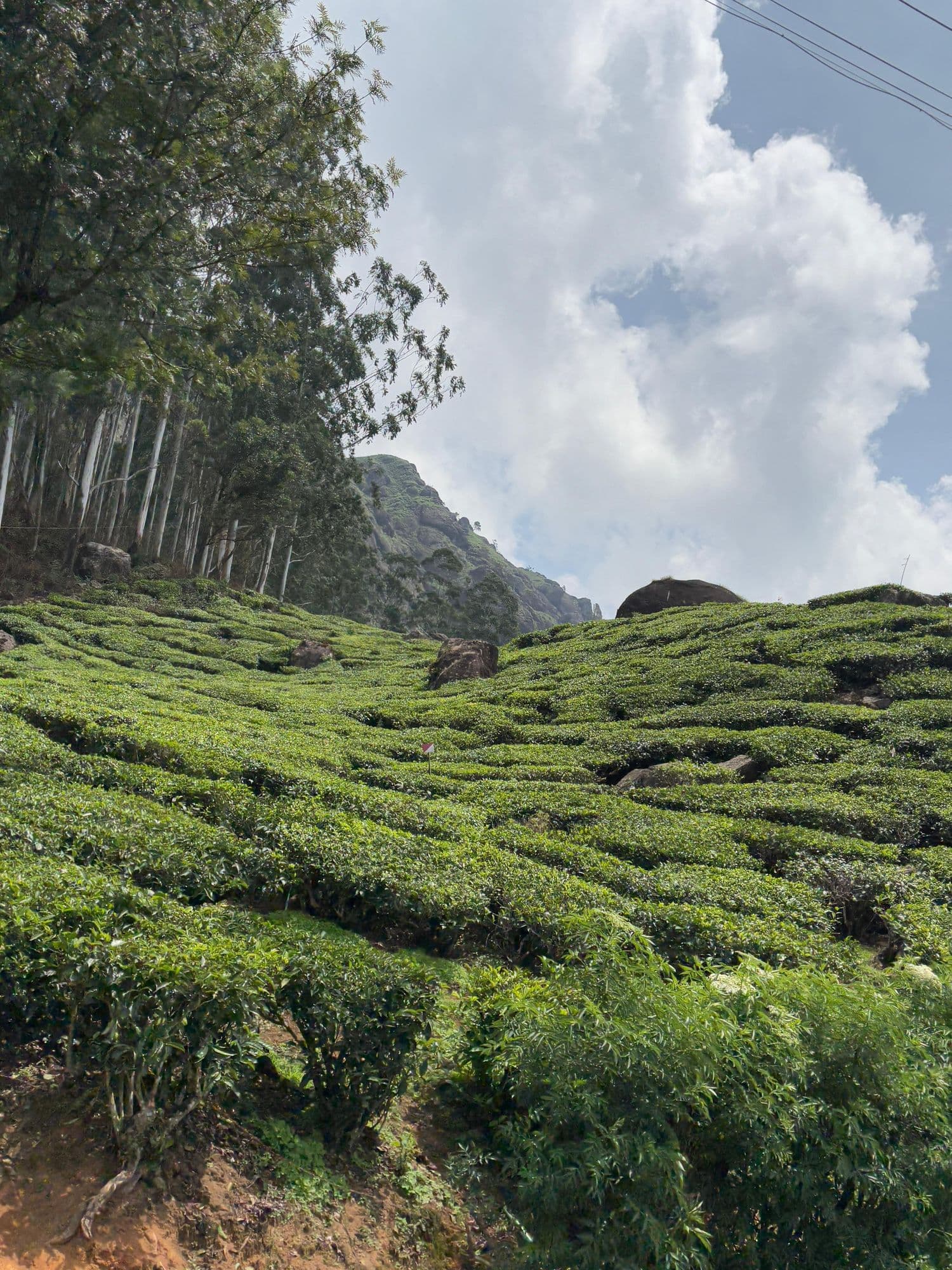Tea slopes under the cliffs in Munnar